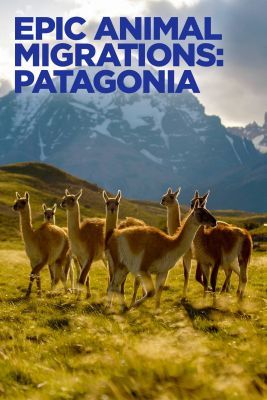 Lenyűgöző állatvándorlások: Patagónia (2023) online film