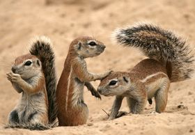 Sivatagi show mókusokkal (2008) online film